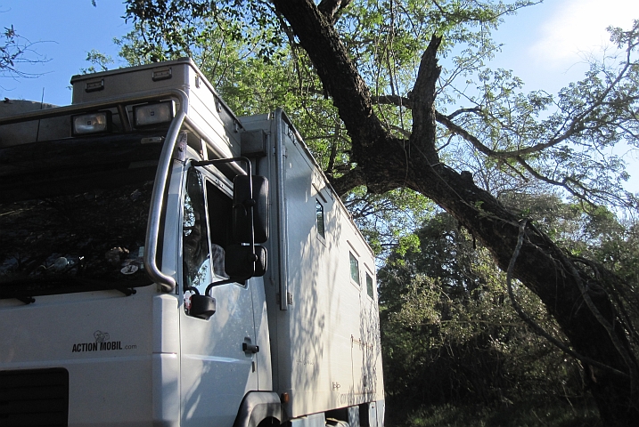 Diesen Baum kann Obelix gerade noch passieren