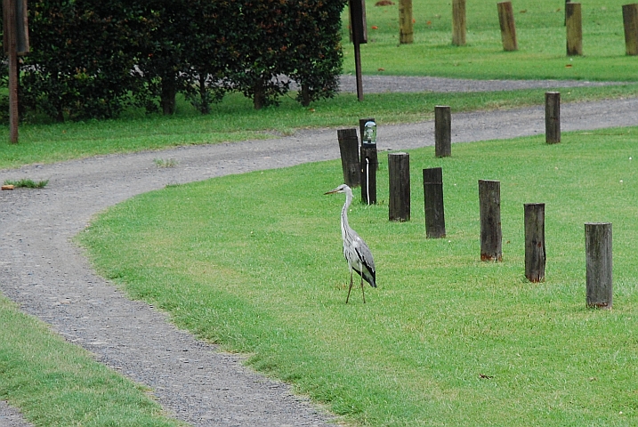 Ein Grey Heron (Graureiher) stolziert im Camp herum