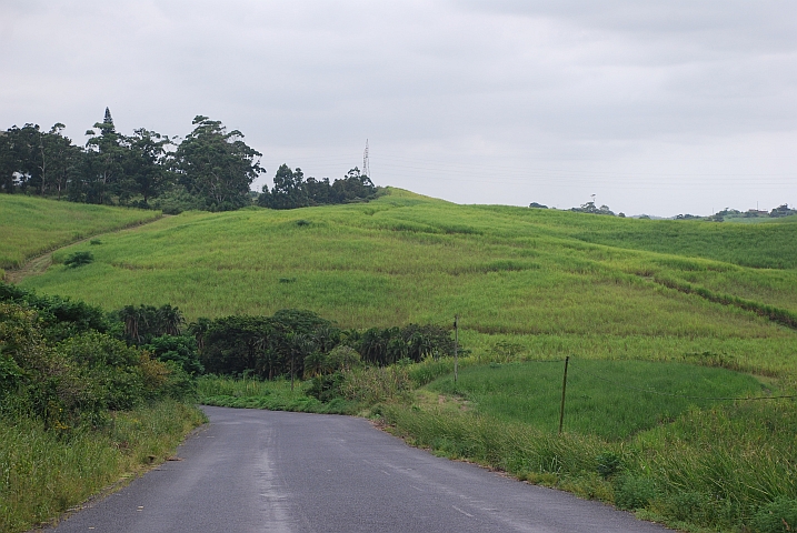 Zuckerrohr, wohin man schaut