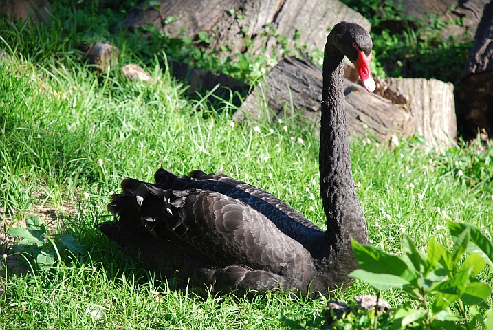 Ein schwarzer Schwan wohnt im Queensburgh Caravan Resort