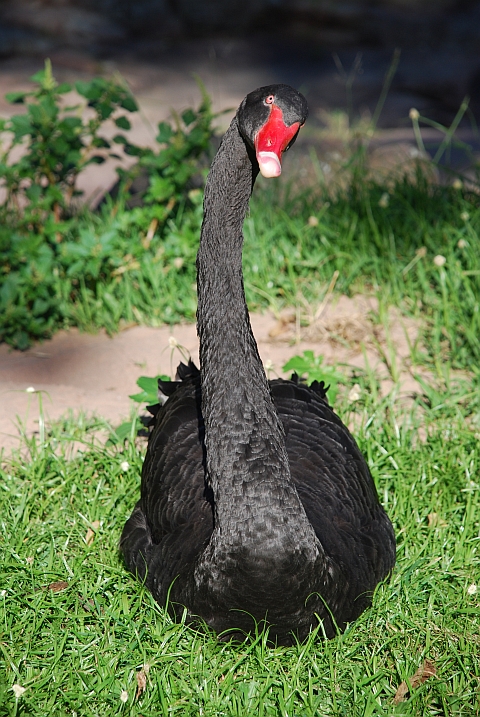 Schwarze Schwäne gibt es in unserem Bestimmungsbuch fürs südliche Afrika nicht