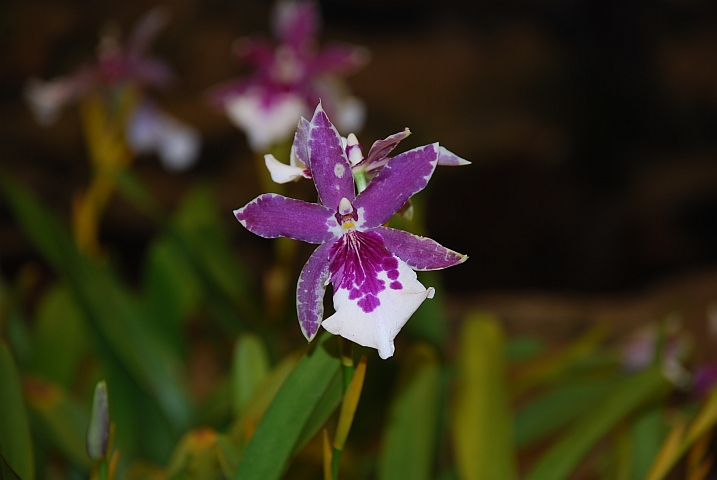 Eine Orchidee im Orchideenhaus des Botanischen Garten von Durban