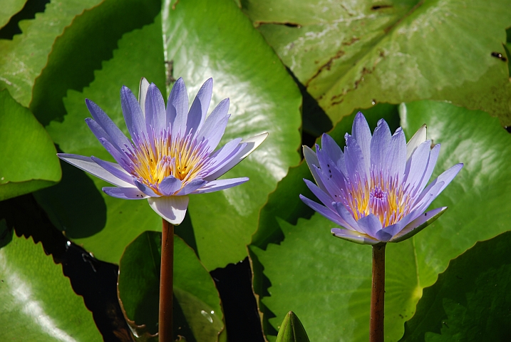 Seerosen im Botanischen Garten von Durban