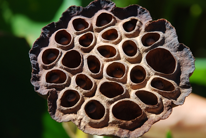 Samengehäuse mit Inhalt