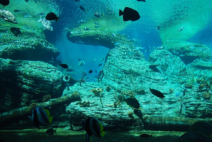 Aquarium mit Rifffischen in uShaka Marine World in Durban