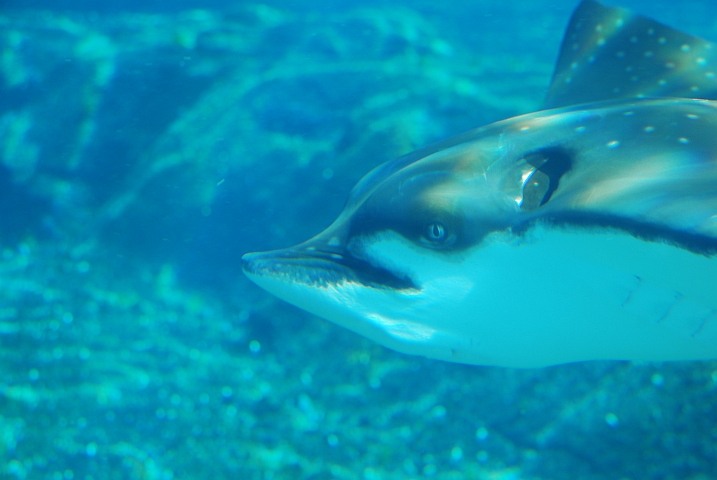 Ein Spotted Eagle Ray