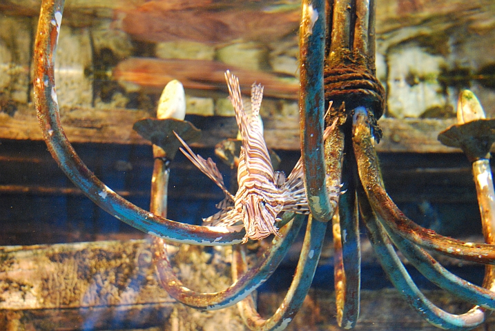 Ein Feuerfisch in einem nachgebauten Schiffswrack