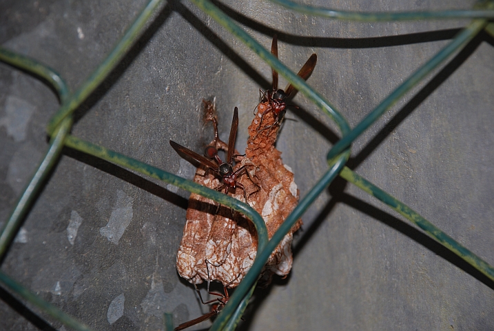 Die Wespe oben rechts wird gleich Thomas angreifen