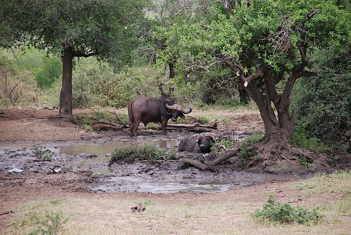 Zwei rechte Büffelstiere