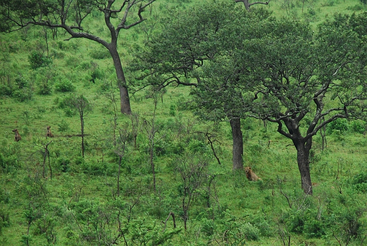 Die Löwen und die Hyänen