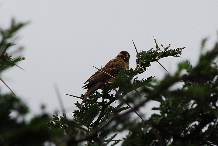 Pin-tailed Wydah (Dominikanerwitwe) -Weibchen