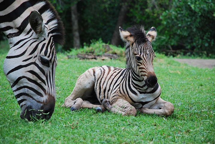 Kleines Zebra mit seiner Mutter im Hluhluwe Nationalpark