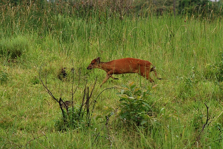 Red Duiker