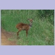 Bushbuck-Weibchen im St. Lucia Nationalpark, der jetzt iSimangaliso Wetland Park heisst