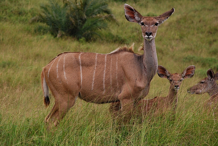 Aufmerksame Kudu-Kuh mit ihrem Jungen im iSimangaliso Nationalpark