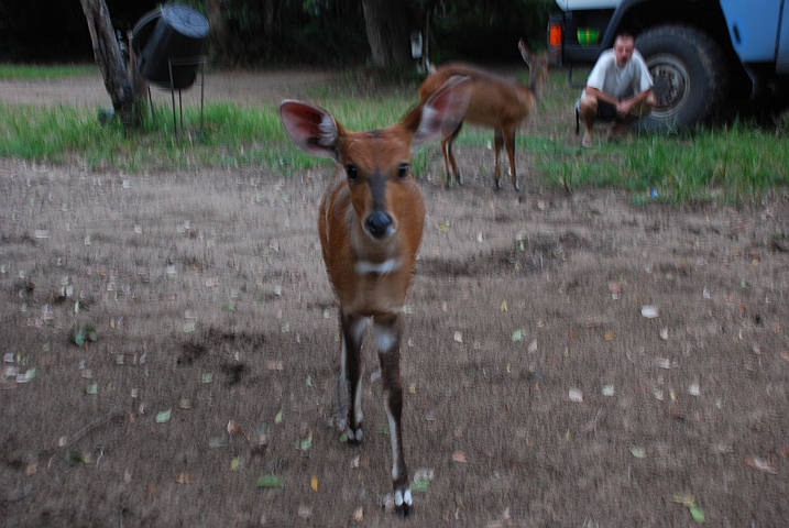 Neugierige Bushbuckdamen im Camp