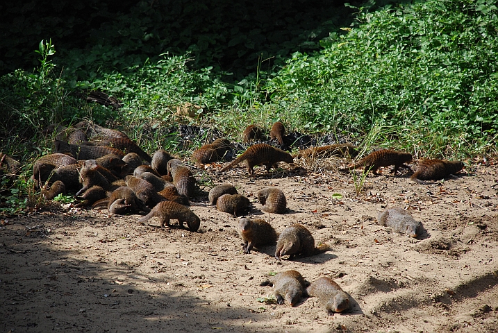Eine Zebramangusten-Grossfamilie auf dem Campingplatz in Cape Vidal