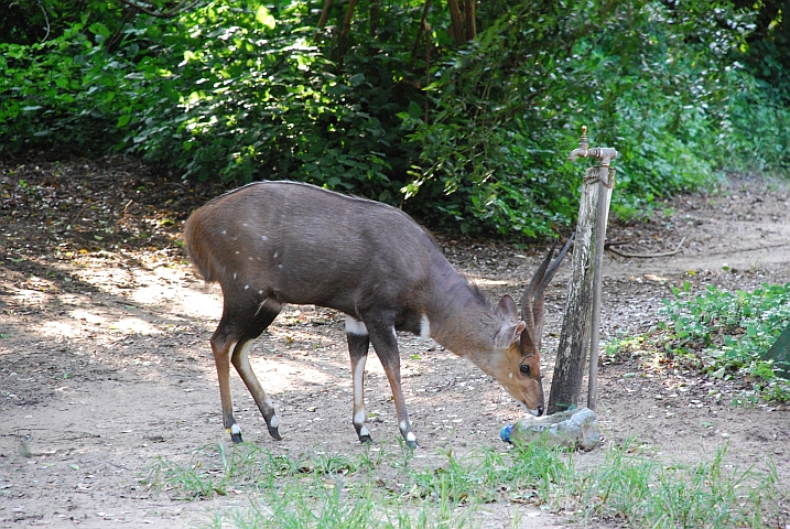 Ein wenig scheues Bushbuckmännchen trinkt bei unserem Wasserhahn