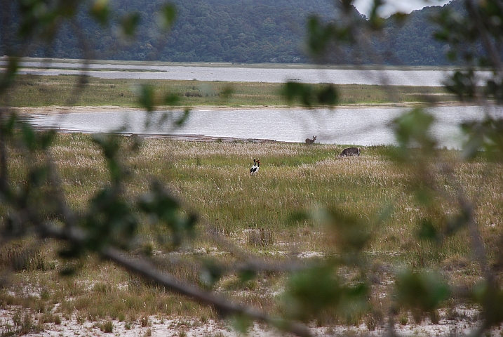 Einer der wenigen Ausblicke, und immer noch durchs Geäst