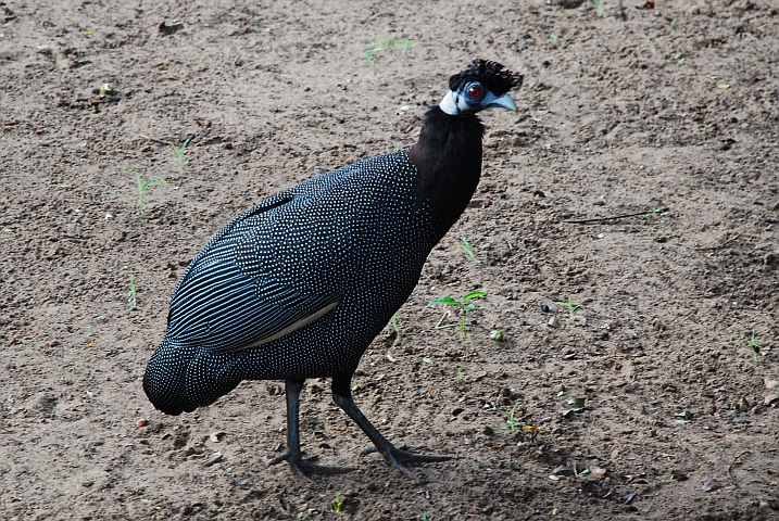 Crested Guineafowl (Kräuselhauben-Perlhuhn)