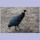 Crested Guineafowl (Kräuselhauben-Perlhuhn)