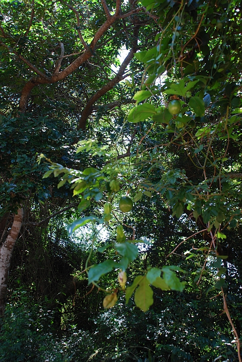 So wächst diese unbekannte Frucht