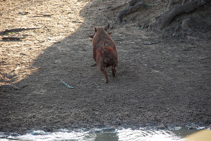 Der Warzenschweineber nimmt Reissaus