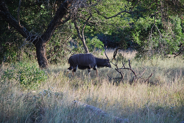 Ein stattlicher Nyalabock