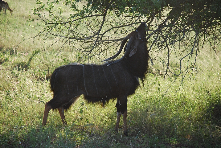 Nyala-Bock