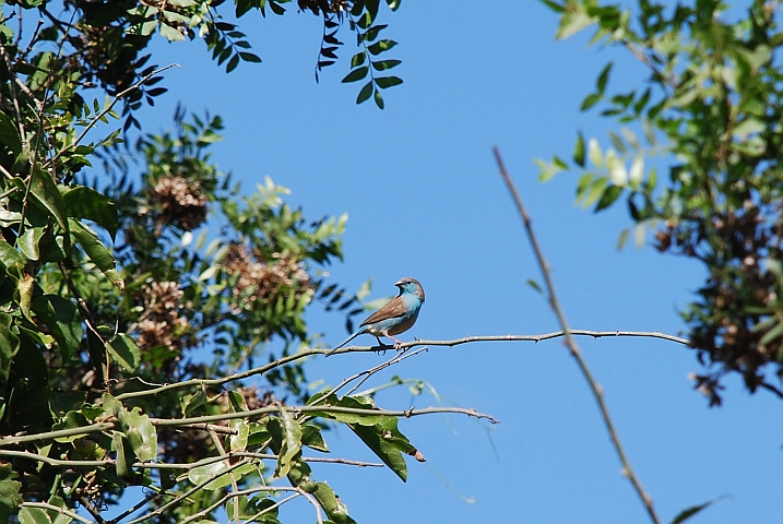 Blue Waxbill (Angola-Schmetterlingsfink)