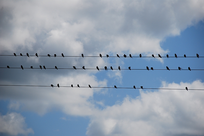 In der Nähe von Mkuze versammeln sich Hunderte von Schwalben