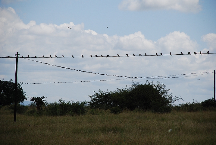 Tausende von Schwalben sammeln sich auf Telefonleitungen für den Flug nach Norden