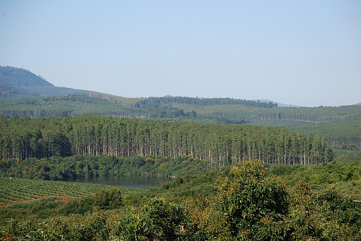 Bei Tzaneen wird auch Holz angebaut