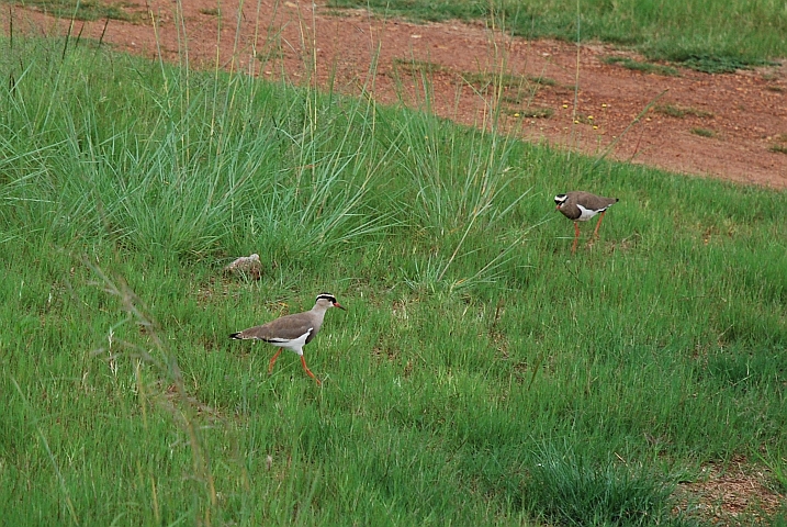 Crowned Lapwings (Kronenkiebitze)
