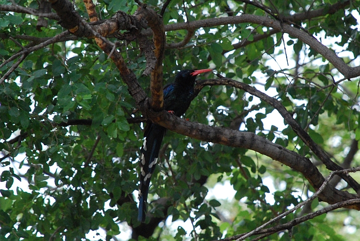 Green Wood-Hoopoe (Steppenbaumhopf)