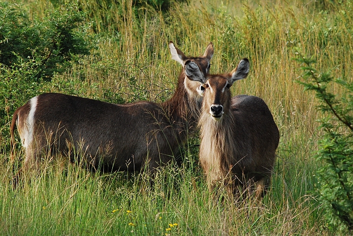 Zwei Waterbuck-Kühe im Pilanesberg Nationalpark bei Sun City