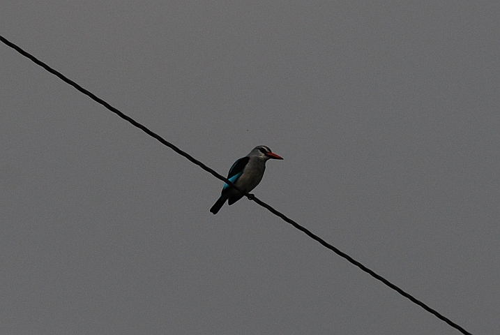 Woodland Kingfisher (Senegalliest)