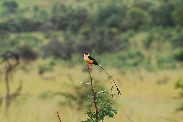 Queen Whydah (Königswitwe)