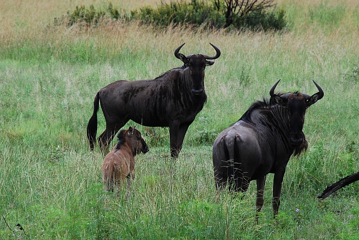 Zwei Gnus mit Jungem