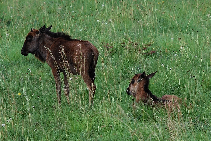 Zwei noch sehr junge Gnus