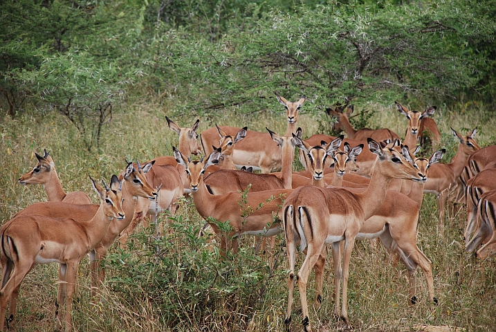 Vor lauter Impalas sieht man die Herde gar nicht mehr