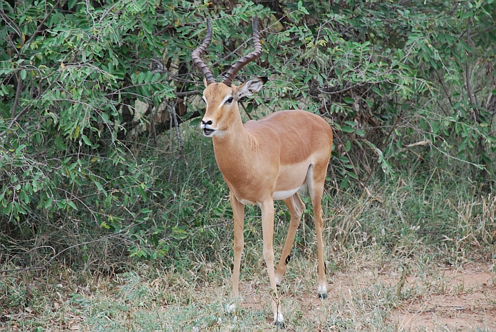 Ein Impalabock begrüsst uns