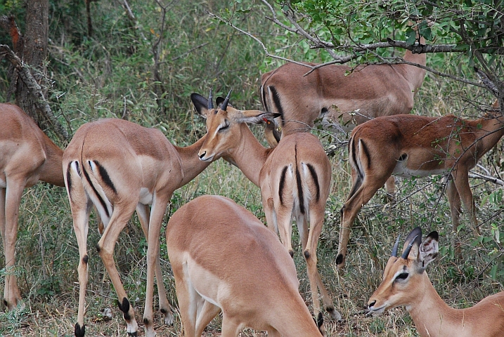 Was der Madenhacker dem jungen Impala-Böcklein wohl ins Ohr flüstert?
