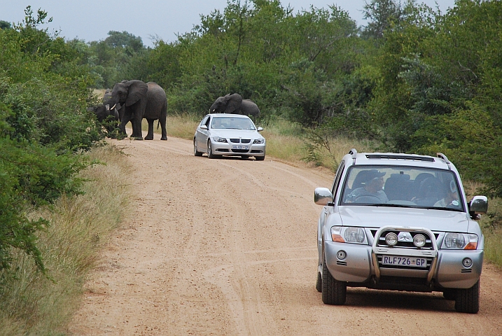 Die unbeachtete Elefantentruppe