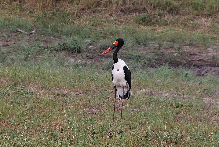 Saddle-billed Stork (Sattelstorch)