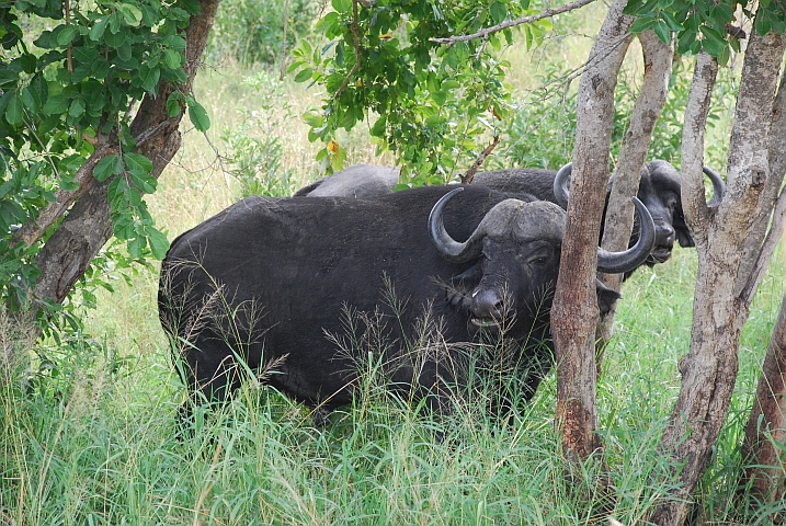 Das sieht nach einem Büffel-Zwillingsbruderpaar aus, oder?