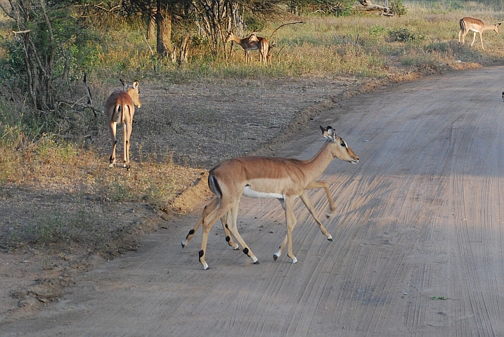 Impala mit scheinbar acht Beinen