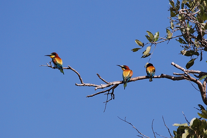 European Bee-eater (Bienenfresser)