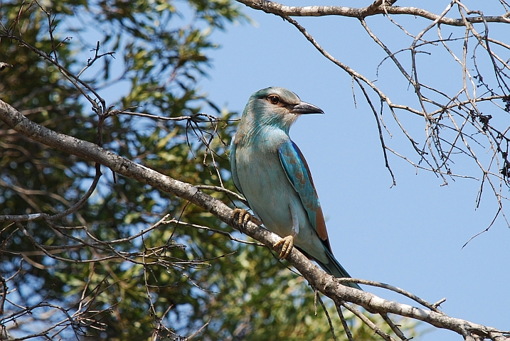 European Roller (Blauracke)