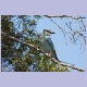 European Roller (Blauracke)